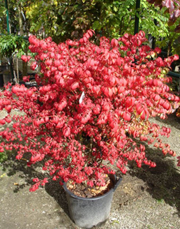             Euonymus alatus Compactus